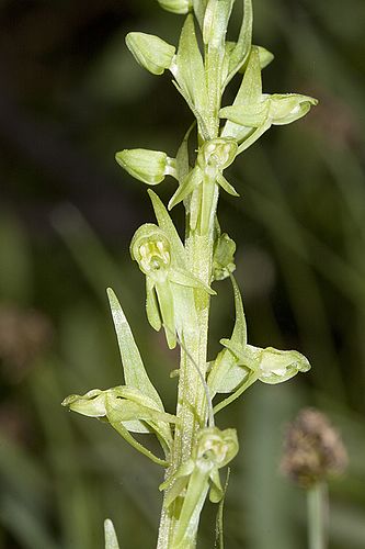 Platanthera sparsiflora